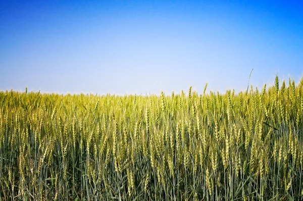 Pole pšenice brzy ráno v létě. — Stock fotografie