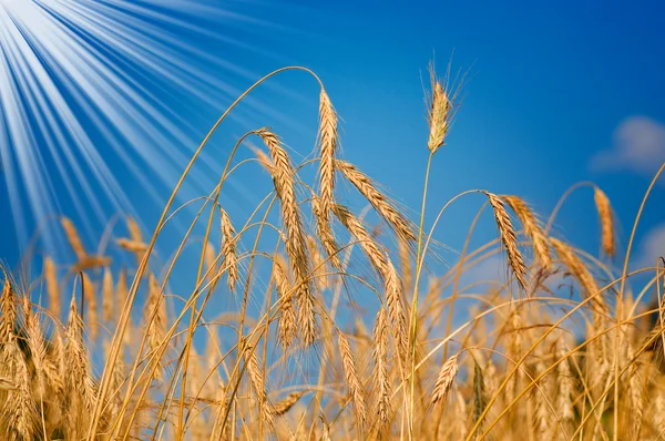 Erstaunlicher reifer Weizen. — Stockfoto
