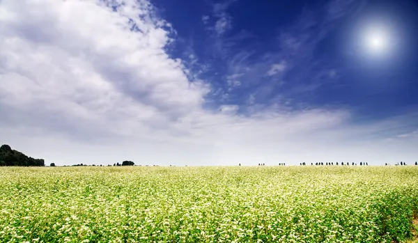 Buğday ve doğa güneş ışınları ile cazibe alanı. — Stok fotoğraf