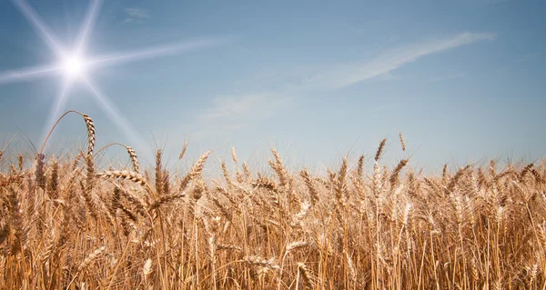 Reifer Weizen unter blauem Himmel und lustiger Sonne. — Stockfoto
