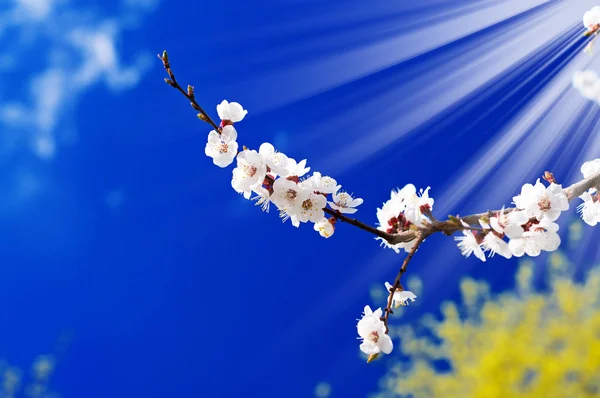 Çiçek açması kayısı dalı ve eğlenceli güneş. — Stok fotoğraf