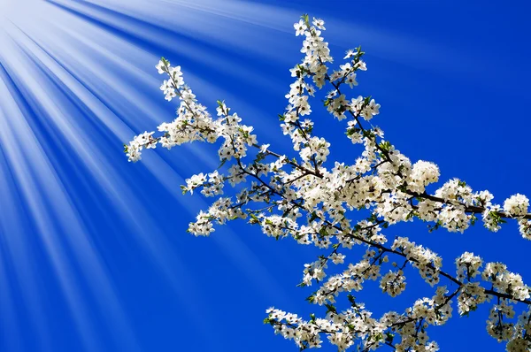 Güzel erik ağacı çiçeği ve eğlenceli güneş. — Stok fotoğraf