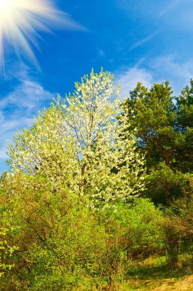 Wunderbare Sonne über dem Frühlingswald im Frühling. — Stockfoto