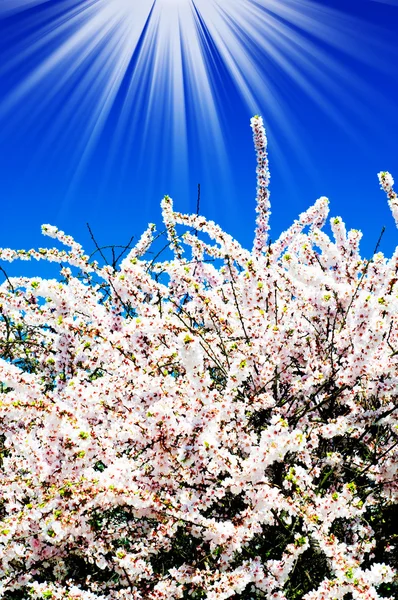美しい、カラフルなブッシュの花. — ストック写真