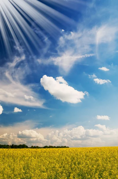 Excellent golden rapeseed field and white clouds by springtime. — Stock Photo, Image