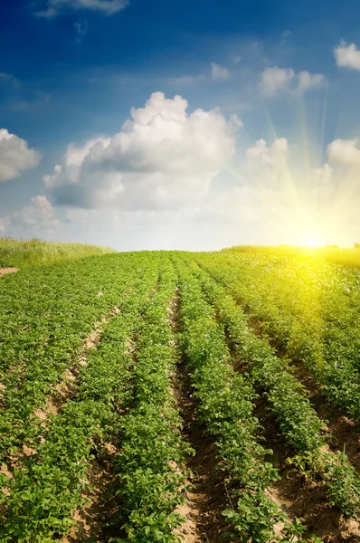 Potato field by summertime. Royalty Free Stock Images