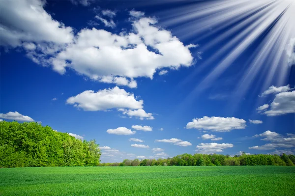 Yeşil buğday ve güzel mavi gökyüzü güneş. — Stok fotoğraf