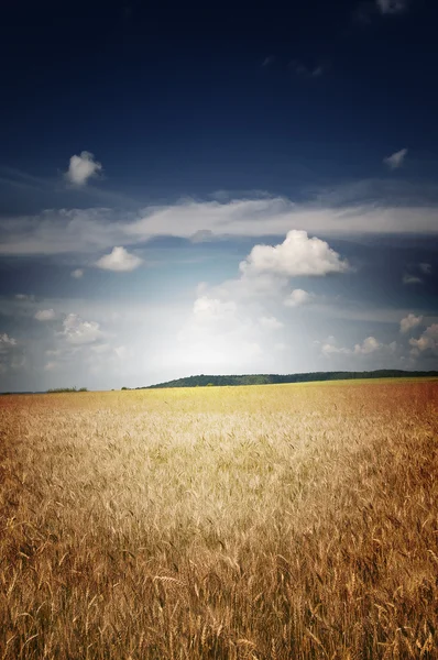 Field of ripe wheat and blue sky. — Stock Photo, Image