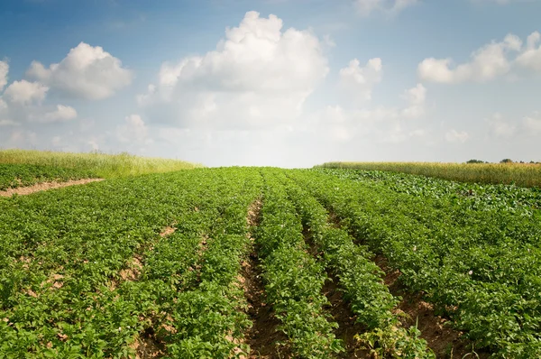 Aardappel veld door zomer. — Stockfoto