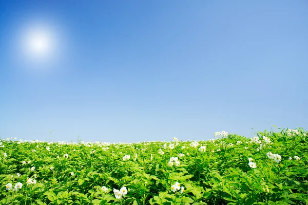 Mooi aardappel veld en plezier sky door zomer. — Stockfoto