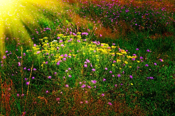 여름 잔디밭 위에서 일몰. — 스톡 사진