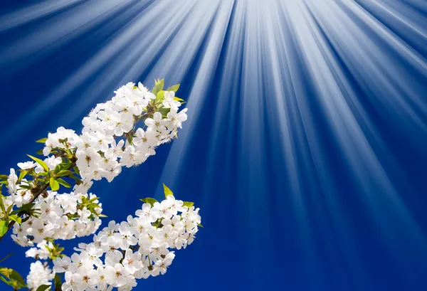 幻想的な梁上記咲く桜の画像. — ストック写真