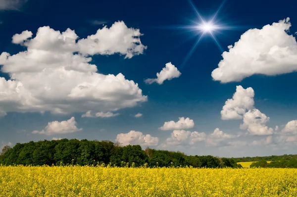 Il più bel campo di colza e il paesaggio nuvoloso . — Foto Stock