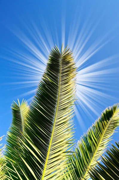 好玩的阳光和绿色叶子的棕榈. — 图库照片