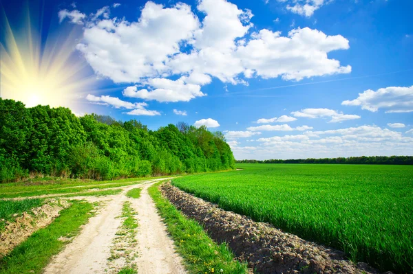 Landelijke wandelpad kruist een voorjaar veld met groene tarwe. — Stockfoto