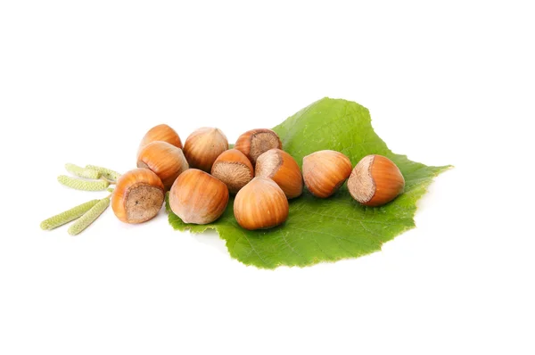 Wonderful view of autumnal hazelnuts with buds. — Stock Photo, Image