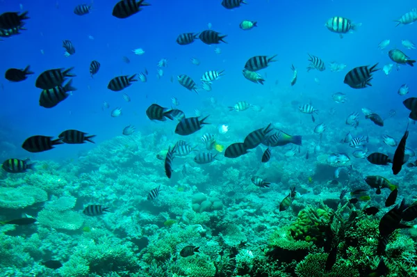 Underwater landscape of Red sea. — Stock Photo, Image