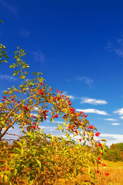 Wild rose by autumn. — Stock Photo, Image