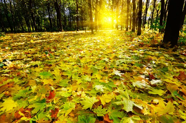 Podzim v lese. — Stock fotografie
