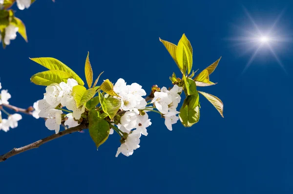 Fantastiska bjälkar ovanför bilden av blommande cherry. Royaltyfria Stockfoton