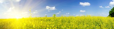 Charm rapefield and cloudscape with sunbeams. clipart