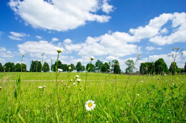 Camomiles and wide steppe. clipart