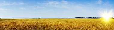 Field full of golden wheat seed. clipart
