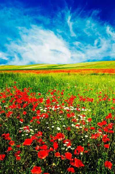 Wonderful meadow by summer. — Stock Photo, Image