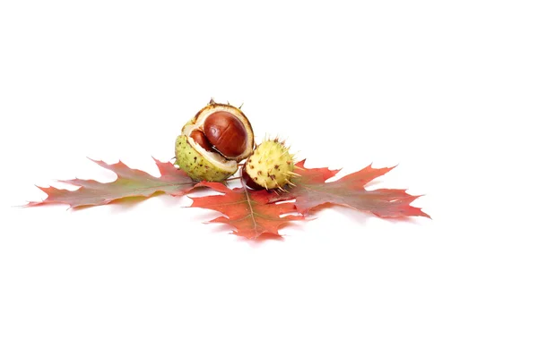Colorful autumn leaves and chestnuts. — Stock Photo, Image