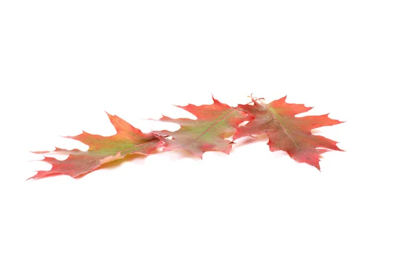 Colorful leaves on a white. — Stock Photo, Image