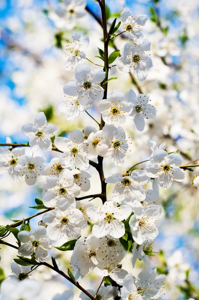 Schöne Kirschzweigblüte. — Stockfoto