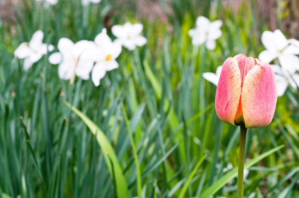 Υπέροχα Ανοιξιάτικα λουλούδια της narcissuses και η τουλίπα. — Φωτογραφία Αρχείου