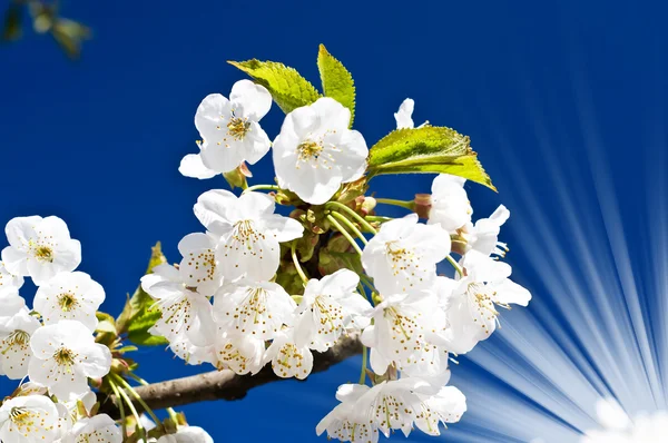 Imagen inusual de la cereza en flor . —  Fotos de Stock