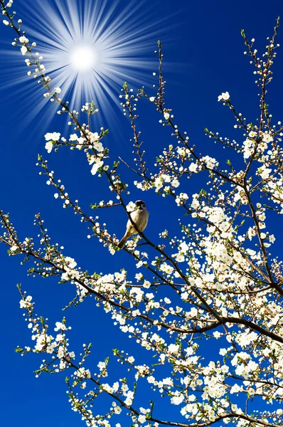 Moineau, soleil incroyable et prune en fleurs au printemps . — Photo