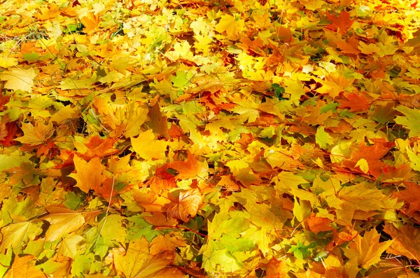 紅葉の素晴らしいカーペット. — ストック写真