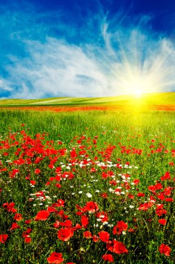 Wonderful sunset above green meadow. clipart