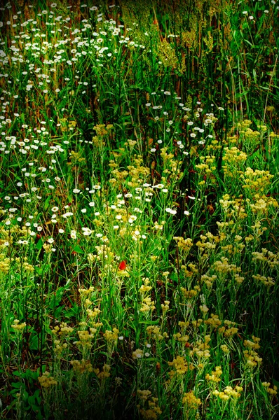 Wonderful green meadow. — Stock Photo, Image
