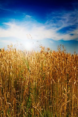 Summer landscape and splendid sky.