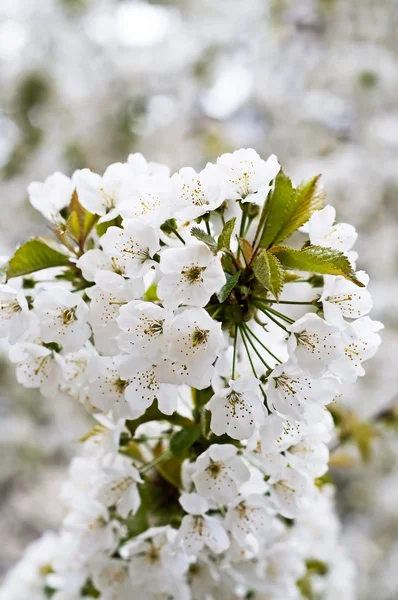 Flor de rama de cerezo con clase . —  Fotos de Stock