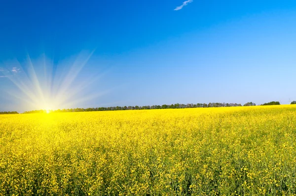 Bel sole sopra il campo di colza dorato entro la primavera . — Foto Stock