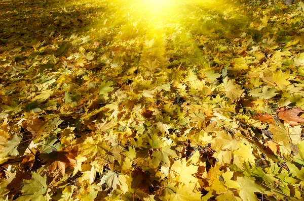Wspaniały dywan liści jesienią. — Zdjęcie stockowe