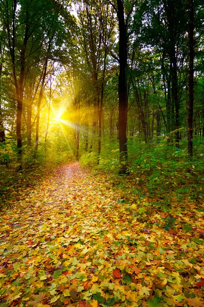Golden sunbeams in the grove by autumn. — Stock Photo, Image