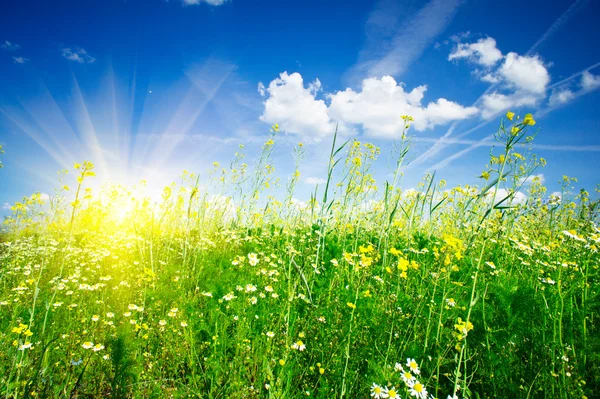 Camomiles field tegen de blauwe hemel en pret zon. — Stockfoto