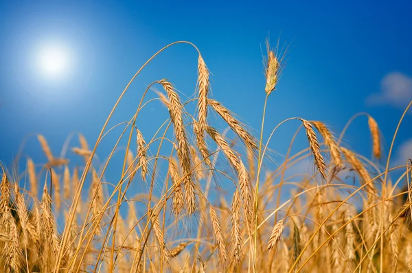 Maravilhoso, trigo maduro contra fundo céu azul . — Fotografia de Stock
