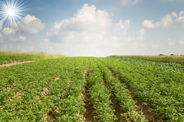 Landscape of potato plantation. — Stock Photo, Image