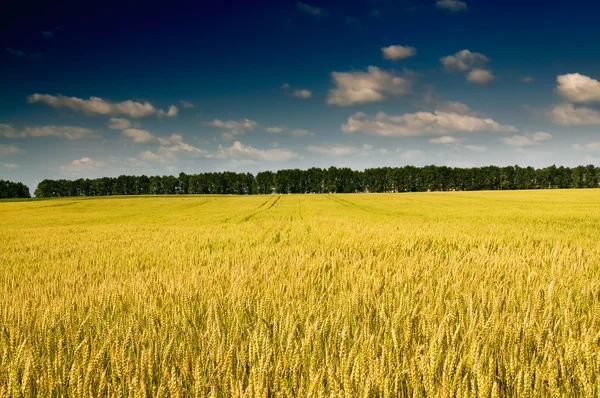 Summer landscape with cereals field. — Stock Photo, Image