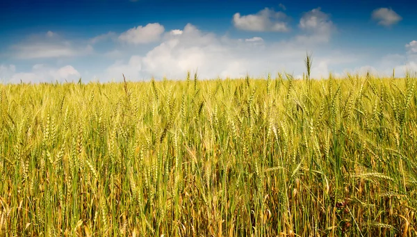 Letni krajobraz pola pszenicy. — Zdjęcie stockowe