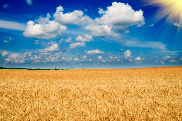 stock image Beautiful golden field of ripe wheat by summer.