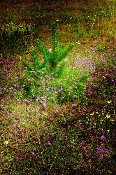 Magnifique pelouse de fleurs et petit pin . — Photo