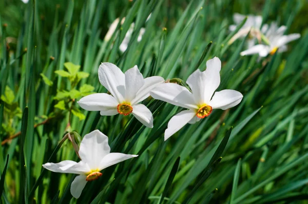 Prachtvolle Frühlingsblumen der Narzissen. — Stockfoto